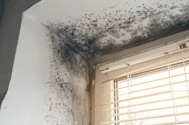 Affordable Mold Cleanup solutions in Roanoke, TX
